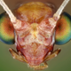 Illustration for article titled Some of the Most Gorgeous Macrophotography Weve Seen in Ages